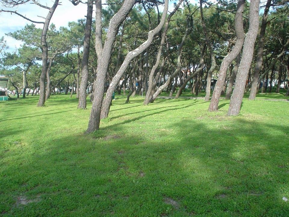Parque De Campismo Da Praia Da Barra Gafanha da Nazaré Eksteriør bilde